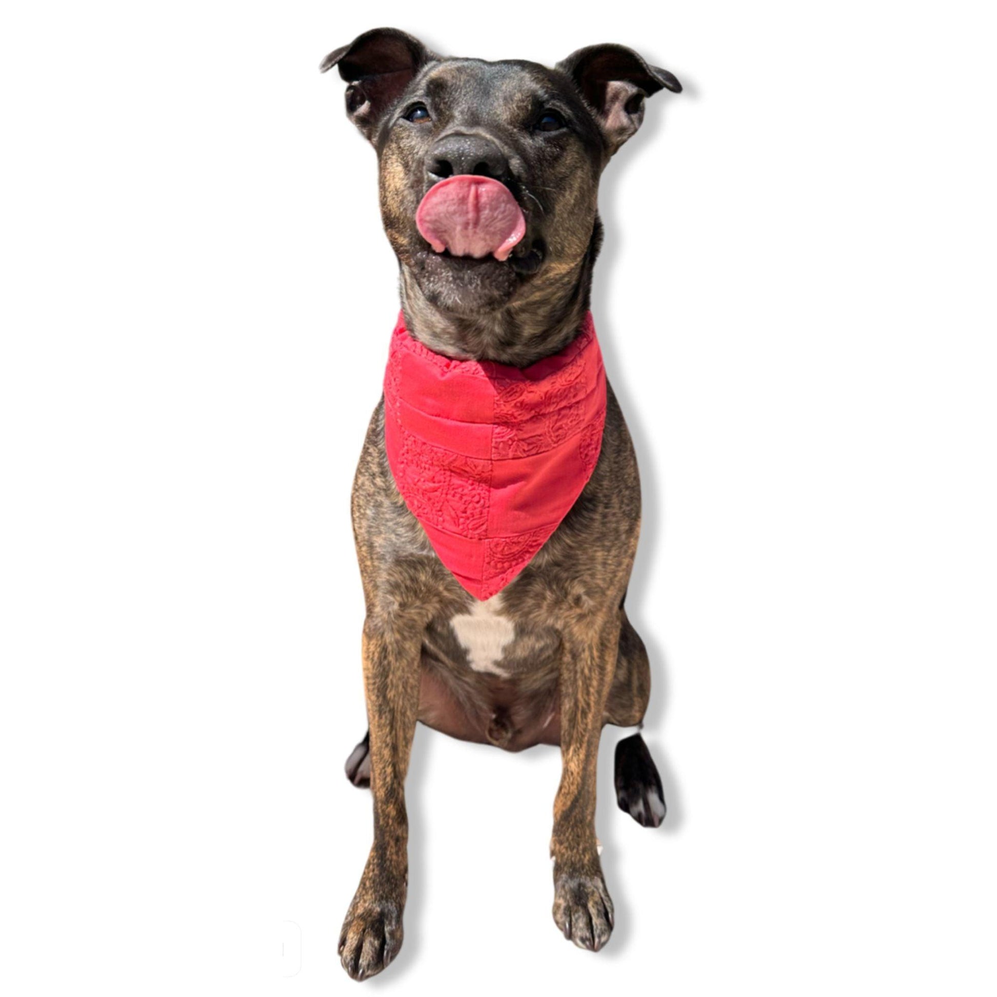 Dog Bandanas in red