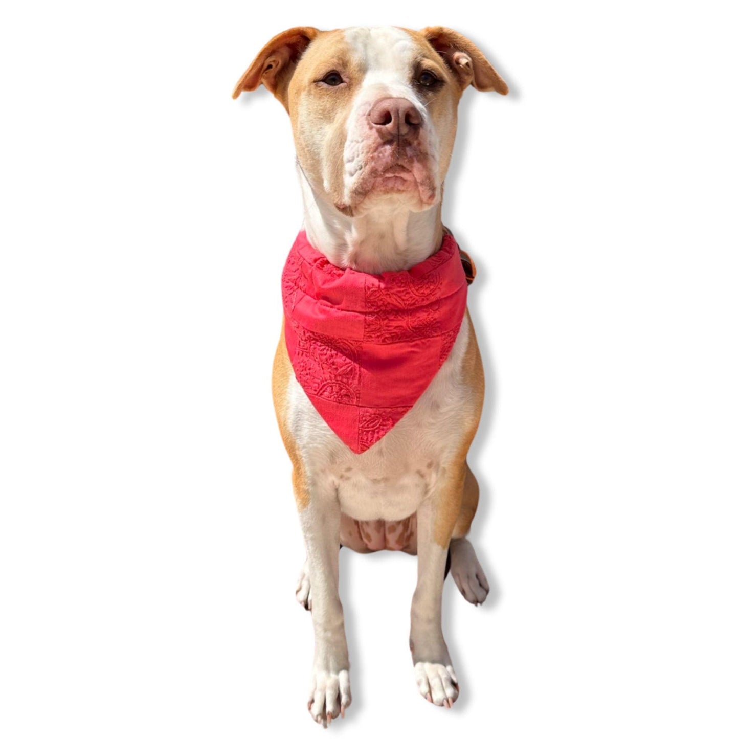 Red Dog Bandanas 