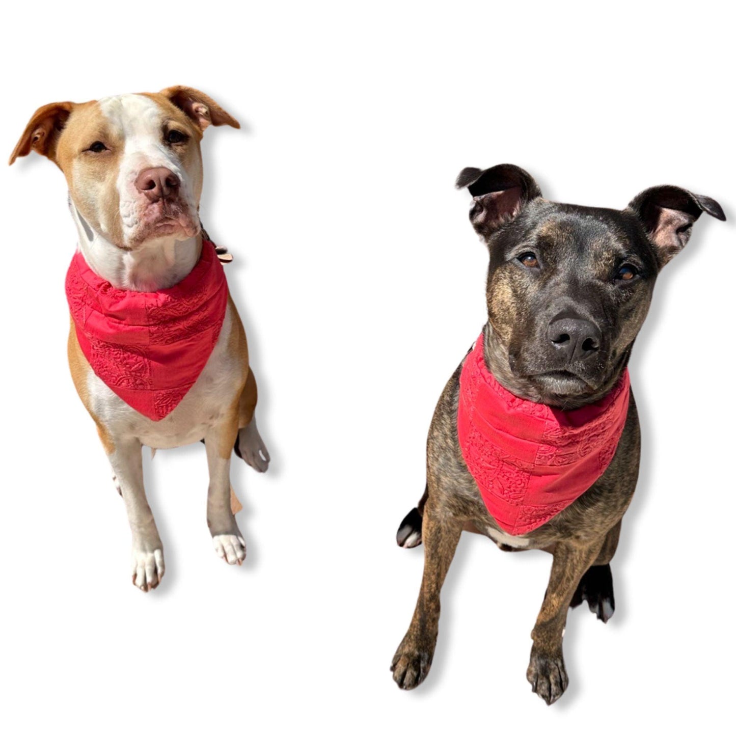 Red cotton dog bandana