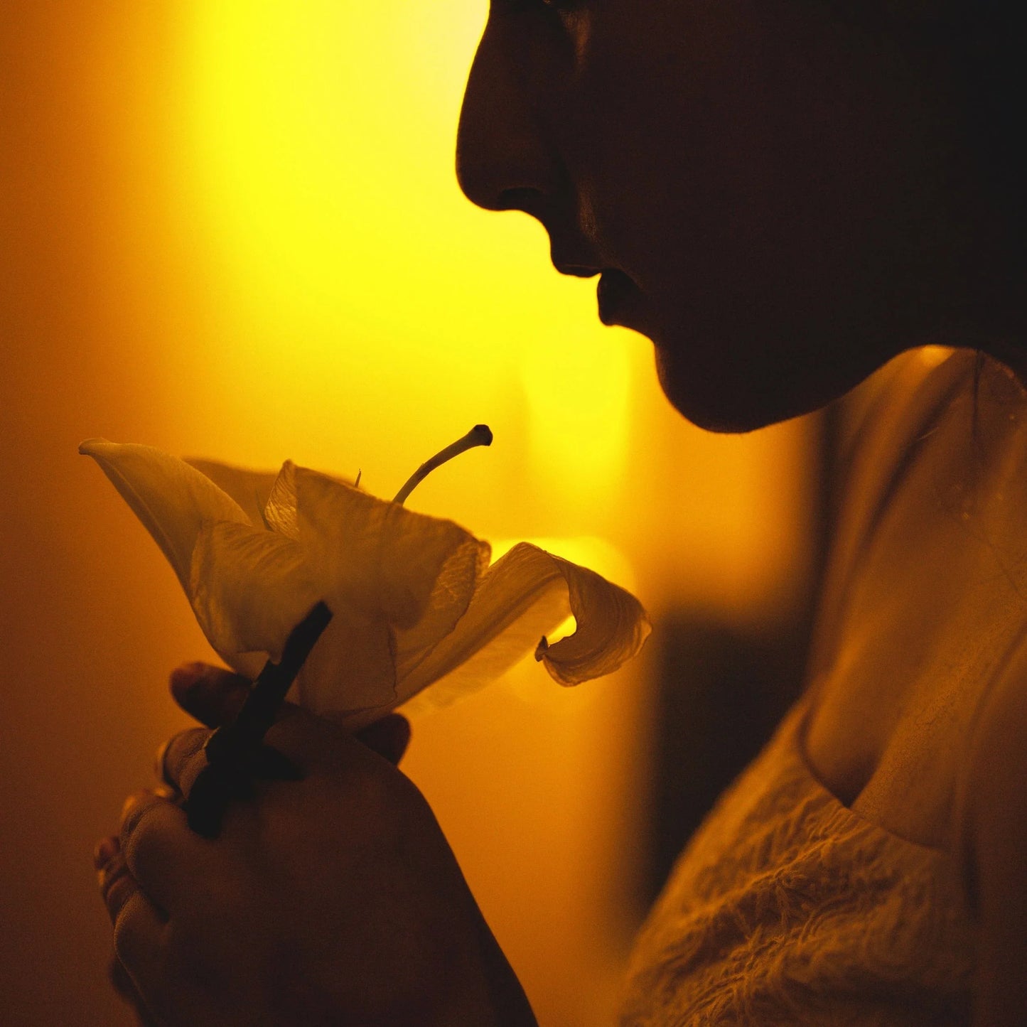 Silhouette of a person holding a lily flower against a warm yellow background